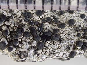  ( - O-L-235594)  @11 [ ] by-nc (2022) Reidar Haugan University of Oslo, Natural History Museum