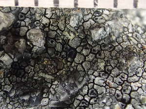  ( - O-L-235598)  @11 [ ] by-nc (2022) Reidar Haugan University of Oslo, Natural History Museum