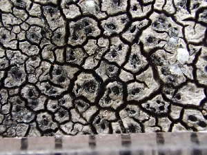  ( - O-L-235603)  @11 [ ] by-nc (2022) Reidar Haugan University of Oslo, Natural History Museum