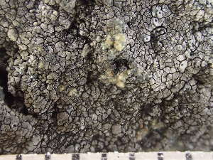  ( - O-L-235613)  @11 [ ] by-nc (2022) Reidar Haugan University of Oslo, Natural History Museum