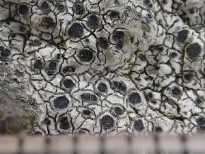  ( - O-L-235616)  @11 [ ] by-nc (2022) Reidar Haugan University of Oslo, Natural History Museum
