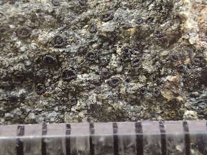  (Rhizocarpon distinctum - O-L-235624)  @11 [ ] by-nc (2022) Reidar Haugan University of Oslo, Natural History Museum