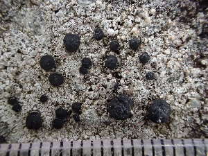  (Porpidia macrocarpa - O-L-235633)  @11 [ ] by-nc (2022) Reidar Haugan University of Oslo, Natural History Museum