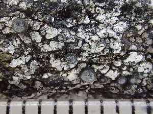  ( - O-L-235640)  @11 [ ] by-nc (2022) Reidar Haugan University of Oslo, Natural History Museum