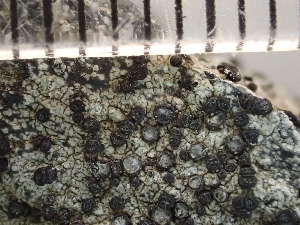  ( - O-L-235645)  @11 [ ] by-nc (2022) Reidar Haugan University of Oslo, Natural History Museum
