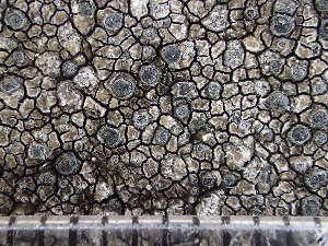  ( - O-L-235648)  @11 [ ] by-nc (2022) Reidar Haugan University of Oslo, Natural History Museum