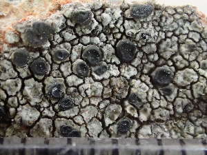  ( - O-L-235655)  @11 [ ] by-nc (2022) Reidar Haugan University of Oslo, Natural History Museum