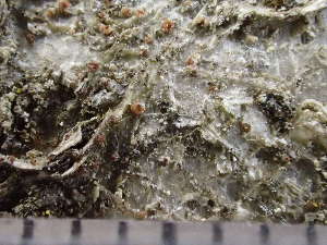  (Gyalecta fagicola - O-L-235673)  @11 [ ] by-nc (2022) Reidar Haugan University of Oslo, Natural History Museum