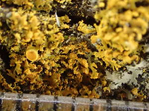  (Xanthomendoza fulva - O-L-235676)  @11 [ ] by-nc (2022) Reidar Haugan University of Oslo, Natural History Museum
