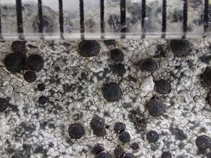  ( - O-L-235691)  @11 [ ] by-nc (2022) Reidar Haugan University of Oslo, Natural History Museum