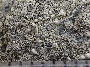  ( - O-L-235697)  @11 [ ] by-nc (2022) Reidar Haugan University of Oslo, Natural History Museum