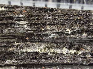  (Protoparmelia oleagina - O-L-235711)  @11 [ ] by-nc (2022) Reidar Haugan University of Oslo, Natural History Museum