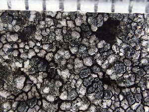  (Rhizocarpon vulgare - O-L-235714)  @11 [ ] by-nc (2022) Reidar Haugan University of Oslo, Natural History Museum