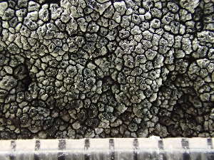  ( - O-L-235716)  @11 [ ] by-nc (2022) Reidar Haugan University of Oslo, Natural History Museum