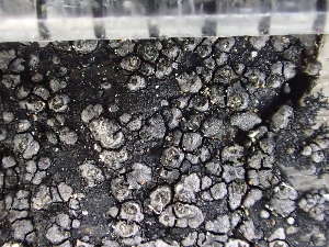  ( - O-L-235720)  @11 [ ] by-nc (2022) Reidar Haugan University of Oslo, Natural History Museum