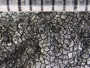  ( - O-L-235731)  @11 [ ] by-nc (2022) Reidar Haugan University of Oslo, Natural History Museum