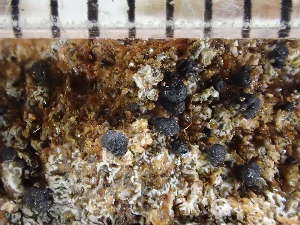  (Buellia leptocline - O-L-235736)  @11 [ ] by-nc (2022) Reidar Haugan University of Oslo, Natural History Museum