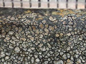  ( - O-L-235741)  @11 [ ] by-nc (2022) Reidar Haugan University of Oslo, Natural History Museum