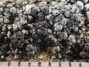  ( - O-L-235762)  @11 [ ] by-nc (2022) Reidar Haugan University of Oslo, Natural History Museum