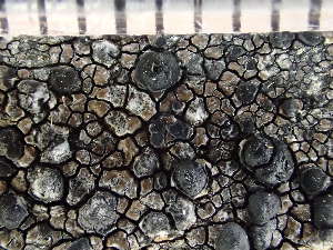  (Lecidea praenubila - O-L-235763)  @11 [ ] by-nc (2022) Reidar Haugan University of Oslo, Natural History Museum