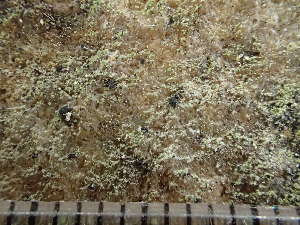  (Micarea sp - O-L-235768)  @11 [ ] by-nc (2022) Reidar Haugan University of Oslo, Natural History Museum