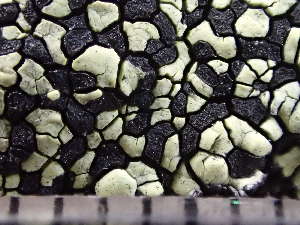  ( - O-L-235798)  @11 [ ] by-nc (2022) Reidar Haugan University of Oslo, Natural History Museum