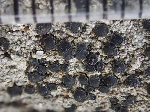  ( - O-L-235801)  @11 [ ] by-nc (2022) Reidar Haugan University of Oslo, Natural History Museum