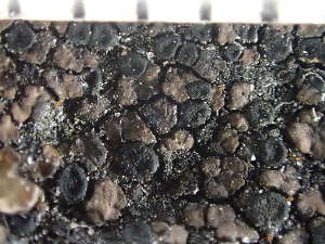 (Rhizocarpon badioatrum - O-L-235826)  @11 [ ] by-nc (2022) Reidar Haugan University of Oslo, Natural History Museum