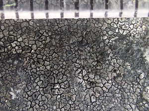  ( - O-L-235842)  @11 [ ] by-nc (2022) Reidar Haugan University of Oslo, Natural History Museum