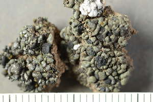  ( - O-L-238898)  @11 [ ] by-nc (2023) Einar Timdal University of Oslo, Natural History Museum