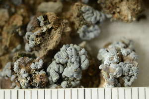  ( - O-L-238907)  @11 [ ] by-nc (2023) Einar Timdal University of Oslo, Natural History Museum