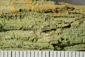  ( - O-L-238946)  @11 [ ] by-nc (2023) Einar Timdal University of Oslo, Natural History Museum
