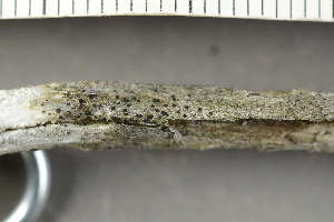  ( - O-L-238986)  @11 [ ] by-nc (2023) Einar Timdal University of Oslo, Natural History Museum