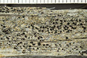  ( - O-L-239015)  @11 [ ] by-nc (2023) Einar Timdal University of Oslo, Natural History Museum