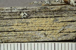 ( - O-L-239056)  @11 [ ] by-nc (2023) Einar Timdal University of Oslo, Natural History Museum
