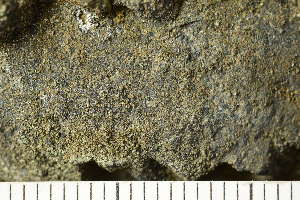  ( - O-L-239088)  @11 [ ] by-nc (2023) Einar Timdal University of Oslo, Natural History Museum