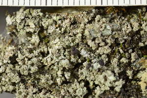 ( - O-L-239163)  @11 [ ] by-nc (2023) Einar Timdal University of Oslo, Natural History Museum