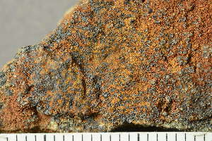  ( - O-L-239244)  @11 [ ] by-nc (2023) Einar Timdal University of Oslo, Natural History Museum