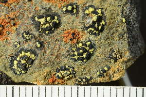  ( - O-L-239246)  @11 [ ] by-nc (2023) Einar Timdal University of Oslo, Natural History Museum