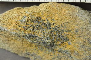  ( - O-L-239258)  @11 [ ] by-nc (2023) Einar Timdal University of Oslo, Natural History Museum