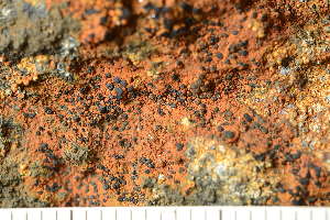  ( - O-L-239293)  @11 [ ] by-nc (2023) Einar Timdal University of Oslo, Natural History Museum