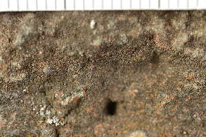  ( - O-L-239319)  @11 [ ] by-nc (2023) Einar Timdal University of Oslo, Natural History Museum