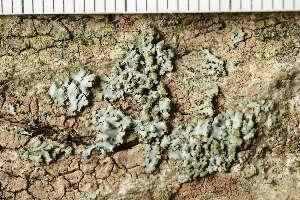  ( - O-L-240633)  @11 [ ] by-nc (2023) Einar Timdal University of Oslo, Natural History Museum