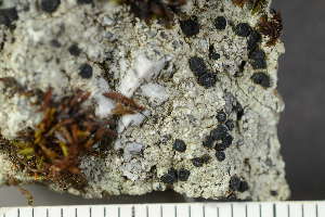  ( - O-L-240647)  @11 [ ] by-nc (2023) Einar Timdal University of Oslo, Natural History Museum