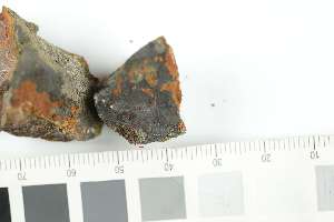  ( - O-L-240760b)  @11 [ ] by-nc (2025) Erik J. M&ouml;ller University of Oslo, Natural History Museum