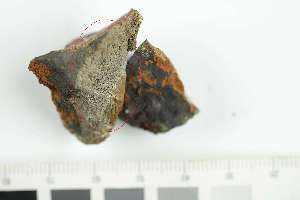  ( - O-L-240760d)  @11 [ ] by-nc (2025) Erik J. M&ouml;ller University of Oslo, Natural History Museum