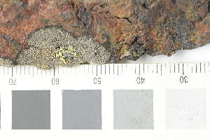  ( - O-L-240794)  @11 [ ] by-nc (2024) Erik J. Möller University of Oslo, Natural History Museum
