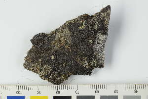  ( - O-L-240847)  @11 [ ] by-nc (2024) Erik J. Möller University of Oslo, Natural History Museum