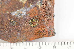  (Rhizocarpon parvum - O-L-240865)  @11 [ ] by-nc (2024) Erik J. Möller University of Oslo, Natural History Museum