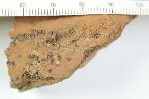  ( - O-L-240998)  @11 [ ] by-nc (2025) Erik J. Möller University of Oslo, Natural History Museum